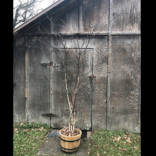 Winter Birch - Artificial Trees/Floor Plants - Potted authentic Winter Birch tree for rent